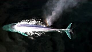 Beautiful Marine Life in the Crystal Ocean to Reduce Stress