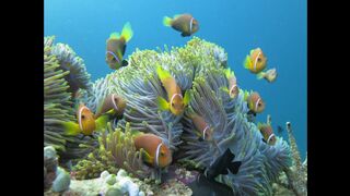 Maldives An Underwater Paradise Awaits