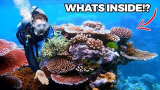 Australias Underwater Paradise Diving the Great Barrier Reef