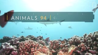 Reefs of coral