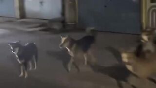 VID20250304060734731.mp4