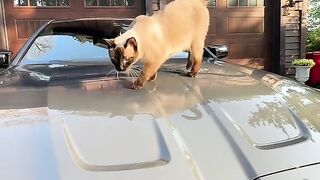Car tuning