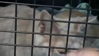 cats inside a cage