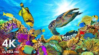 Diving a SECRET REEF in South Florida An Unforgettable Underwater Journey
