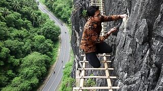swallow nest harvesting
