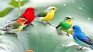 Best video MashaAllah