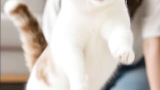 القطه لما بتحس بفرحك