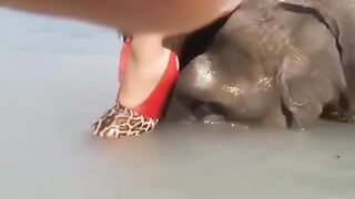The elephant was just joking