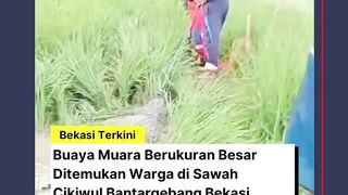 Buaya di Bekasi