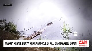 The appearance of crocodiles in residential rivers