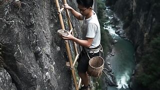 Panen sarang burung walet