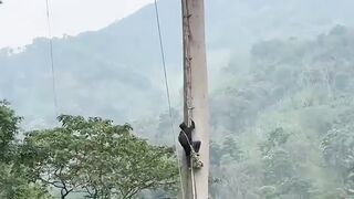 the process of collecting forest honey bees from very high trees