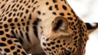 cheetah is patrolling