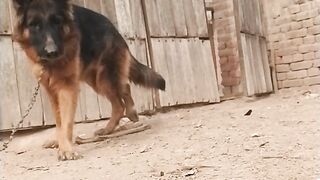 Garman shaft dog