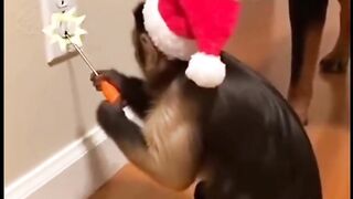 electrocuted monkey. immune. shocking to see