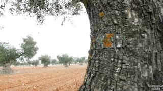 Tiny forests wild life documentary