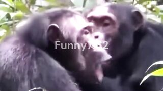 Strange behavior of animals