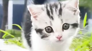 Cat lover.