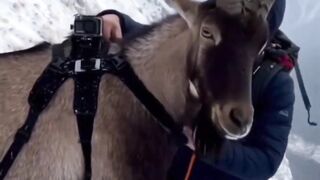 как горные козлы передвигаются по горам