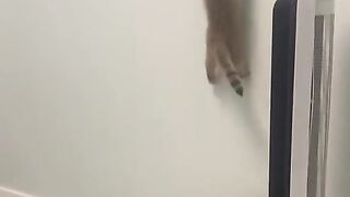 Spider cat