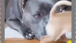 Chihuahua Banyak Gaya