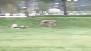 Did they walk the dog or did the dog walk them?