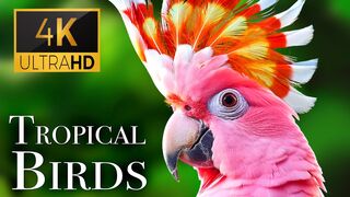 Scenic Relaxation Film Tropical Birds with Names and Sounds