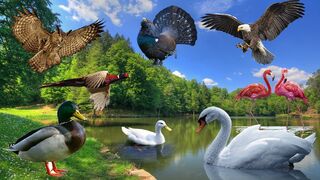 Bird sounds swan, eagle, duck, owl, and goose