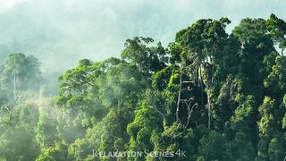 Asian Rainforest Fauna The Most Interesting Monkeys and Birds