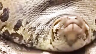 These Snakes Meals will blow your mind