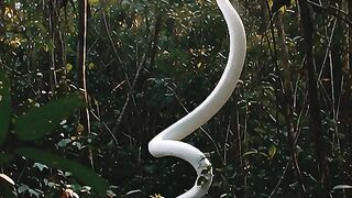 White snake floating in the air