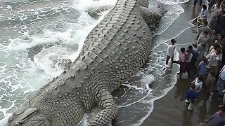 Giant crocodile stranded on the beach