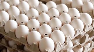 eggs nitrofugans