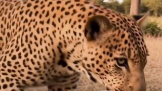 cheetah is patrolling and squirrel