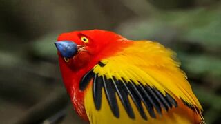 Amazing Behaviors of Birds