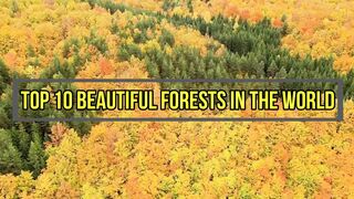 The Top 10 Stunning Rainforests