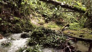The Amazon Rainforests Ten Most Dangerous Animals