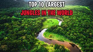 The Worlds Ten Biggest Jungles
