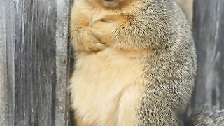 Cut squirrel