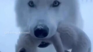 save the wolf family wildliferescue animalrescue rescuedwildlife wolf viralvideo