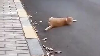 Acting Cat