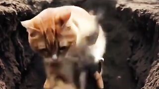 Cat video