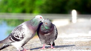 love birds