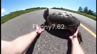 Flipping Fate  Turtle Rescue on a Scorching Highway