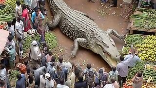 Crocodile goes on a rampage in the