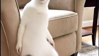 Cat funny . Cat videos