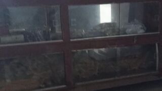 Locale vidio please mony