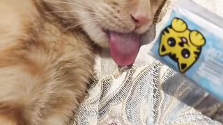 Edisi jahilin majikan yang lagi tidur