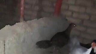 Night chicken