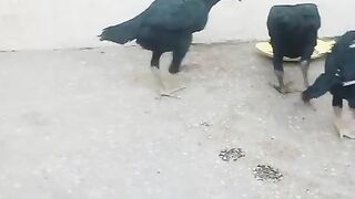Two three chicken